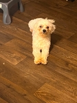 Rehoming 1 year old male maltipoo