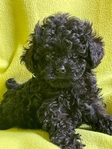 Baby-Doll Face Black Poodle