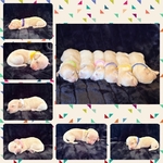 Long hair Dachshunds