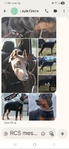 Magnificent Dobermans