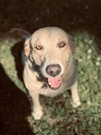 American Labrador
