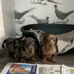 Miniature Dachshund puppies for adoption
