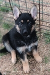 German shepherd puppies