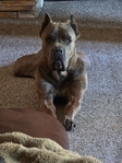 Majestic Cane Corso puppies! Taking deposits!