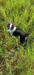 Adorable Corgi pups!