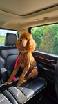 Standard poodle
