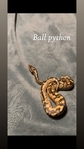 Red tail boa and ball python