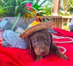 Beautiful Dauschund puppies ( 2 different  litters)