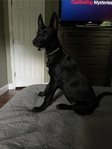 Malinois Shepherd Mix