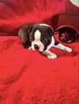 Boston Terrier Puppies