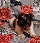 CKC Registered Parti Yorkies and Traditional Yorkies