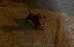 Mini dachshund pup for aale