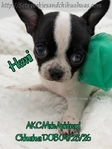 AKC Applehead Smooth Coat Chihuahuaa