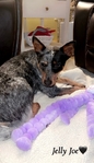 Blue Heeler Rehoming