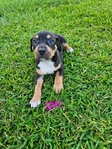 Catahoula puppies