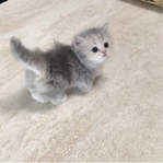 Kittens available for adoption