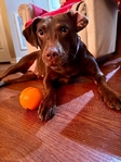 Needs home