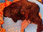 Standard poodles
