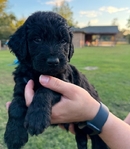 F2B Goldendoodle Puppies