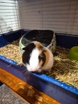 Free Guinea pig