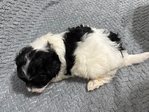 Maltipoo Puppies