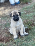 AKC ANATOLIAN SHEPARD puppies
