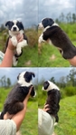 Mini Australian shepherd’s