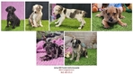 Anatolian Shepherd puppies, Bloodahoula's, and Catahoula's