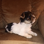Precious Yorkie Puppies, CKC Registered