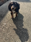 Long Haired Mini dachshund puppy