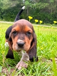 AKC Basset Hound Puppies