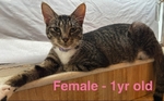 FREE!!!!!  Adorable Cats
