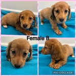 CKC Mini Dachshund Puppies