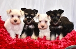 Toy/Miniature Schnauzer Male Puppies