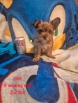 Yorkies/CKC