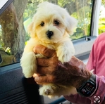 Maltipoo $800