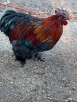 Bantam Cochin roosters