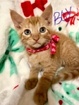 Free kitten to good home!!