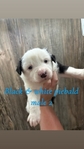 Mini Australian shepherd’s