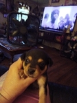 Chiweenie puppies