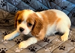 Cavalier King Charles Spaniels