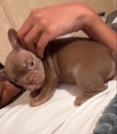 Loving Legacy Frenchies