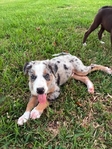 3/4 Border Collie Puppies