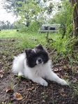 Pomeranian puppy