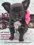 AKC  Stunning Longcoat Micro Chihuahuas