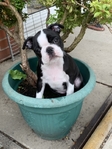 Very healthy and cute Boston Terrier puppies