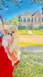 Teacup Pomeranian Female