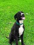 St.Bernard/poodle for free