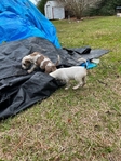 American bully puppies