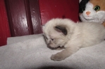 Ragdoll kittens for sale